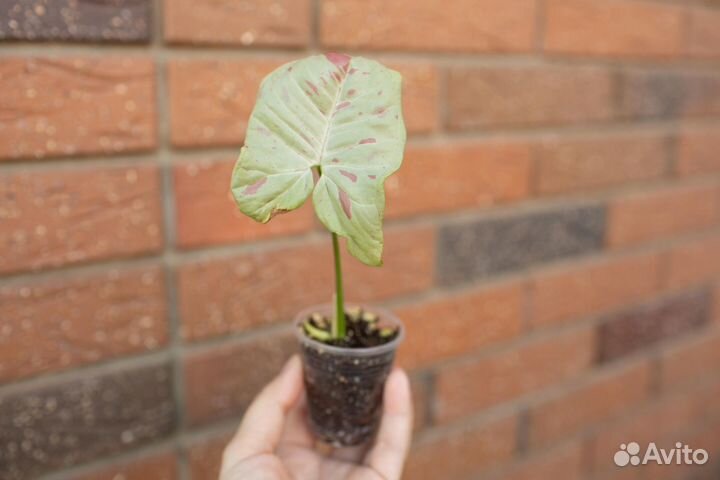 Крестовник обычный, вариегатный и пр