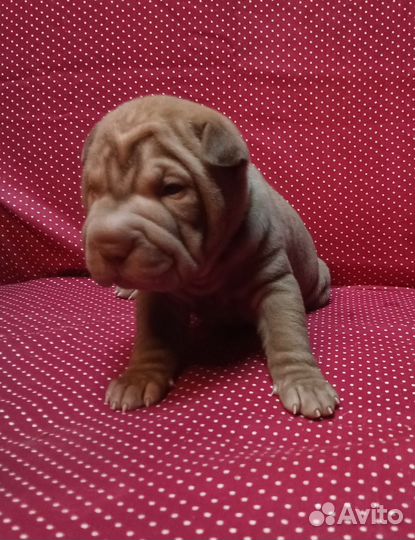 Щенки шарпея