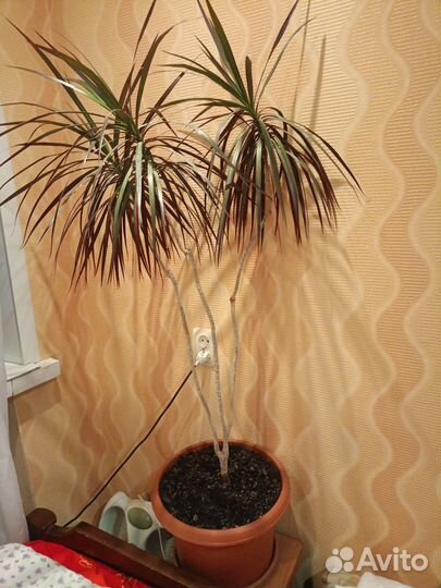 Пальма драцена