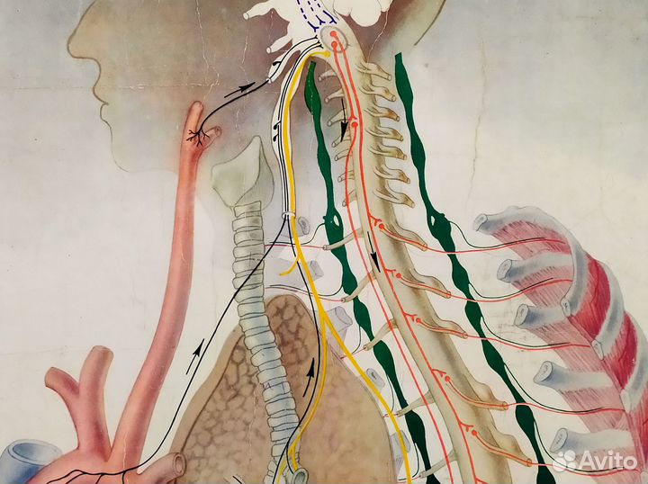 Плакат старинный 1951 год Дыхание анатомия постер