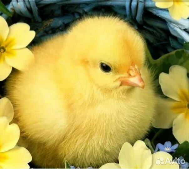 Цыплята суточные несушки