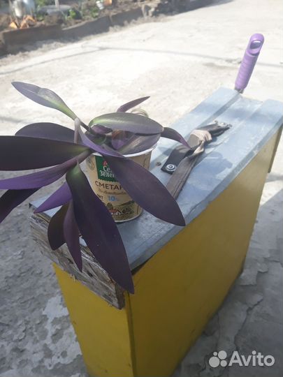 Цветы домашние в горшках