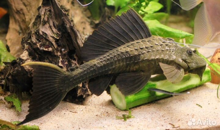 Сом плекостомус