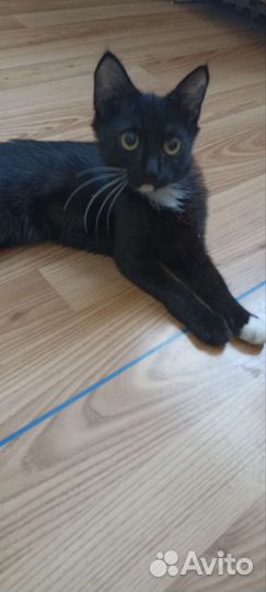 Котенок девочка в добрые руки