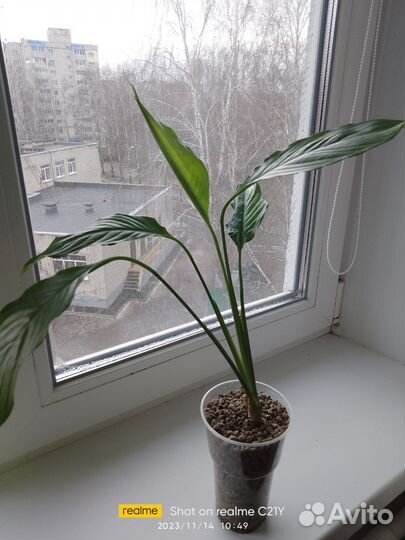 Комнатные цветы