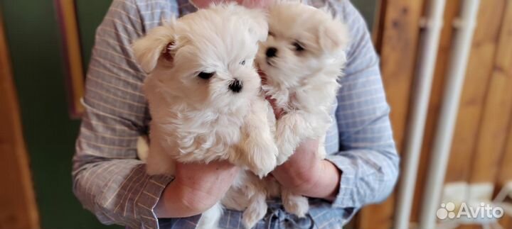 Щенки мальтезе мини