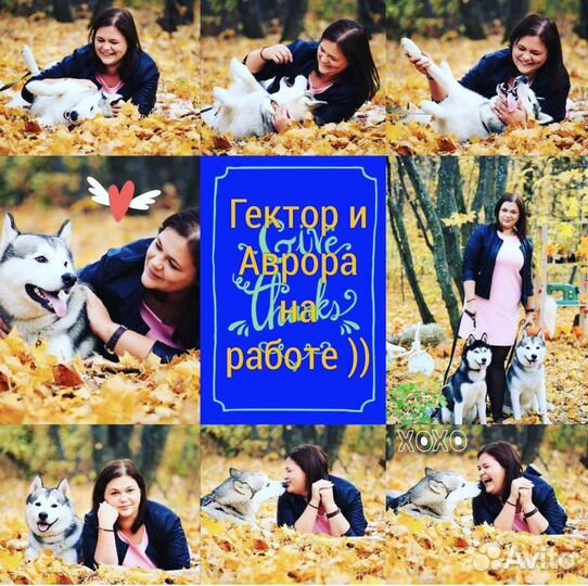 Вязка кобеля сибирской хаски. Фотосесси