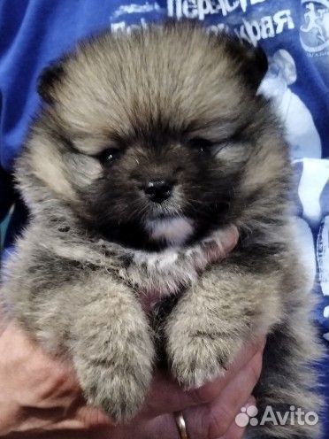 Щенки шпица