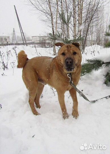 Метис шарпея