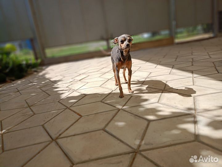 Вязка той-терьер