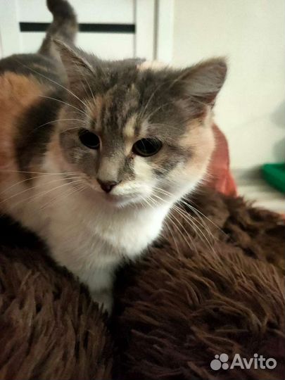 Кошка
