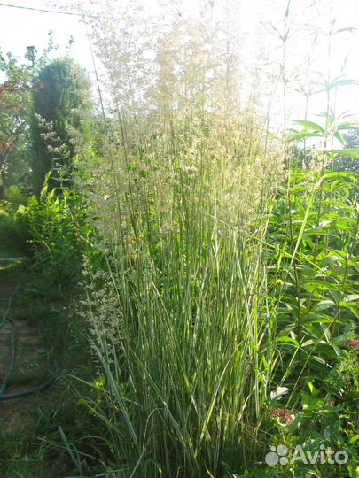 Осоки и злаки, живучки виды, молодило бордо