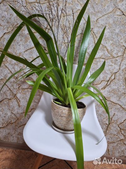 Неомарика-шагающий ирис, большое домашнее растение