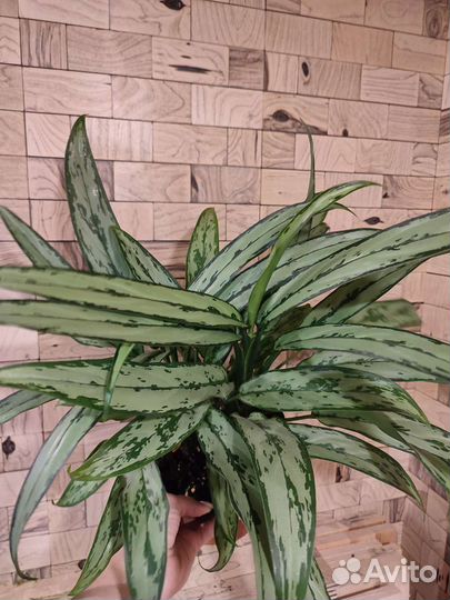 Аглаонема кутлас