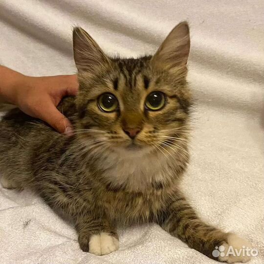 Кошечка бесплатно