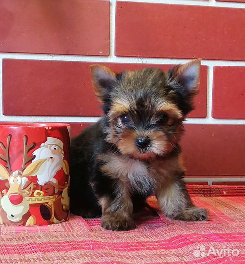 Йоркширский терьер щенки