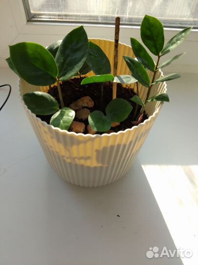 Замиокулькас долларовое дерево 2 шт