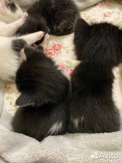 Котята от умной кошки