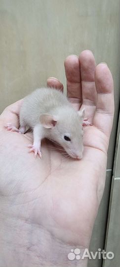 Крысята крысы крысята дамбо