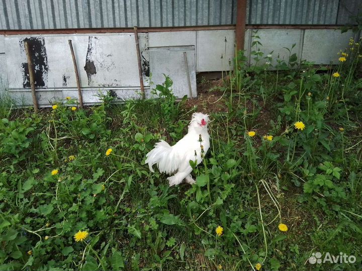 Петух турецкой султанки