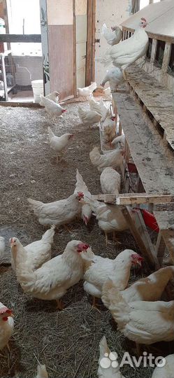 Куры молодки несушки