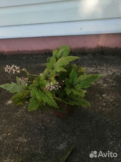 Гейхера, Тиарелла, Молочай - делянки