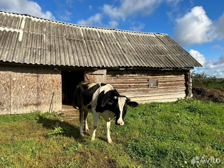 Корова дойная