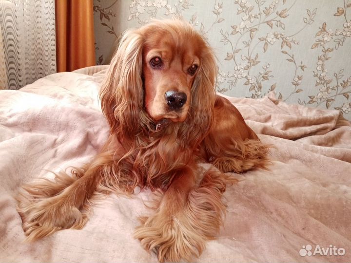 Вязка собак английский кокер спаниель