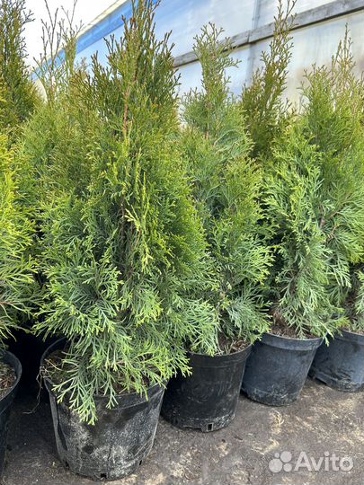Туя западная смарагд