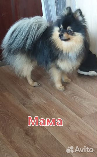 Щеночек Шпица