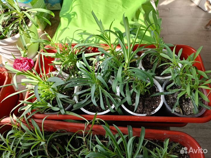 Гвоздика ампельная