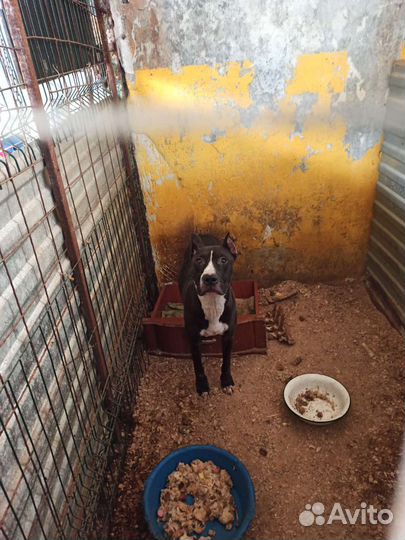 Стафф в добрые руки