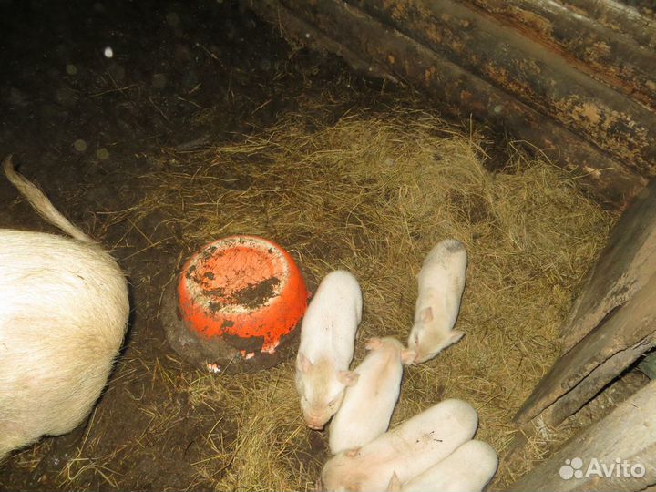 Вьетнамские вислобрюхие поросята