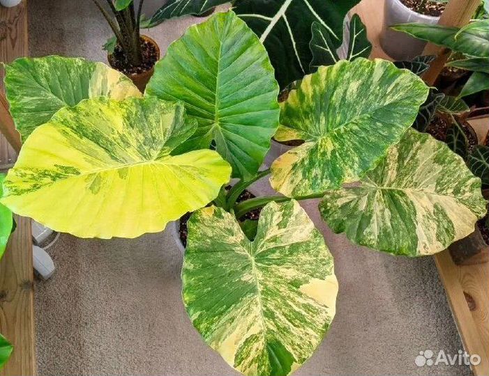 Алоказия Одора аурея (клубни), Эписция ember lace