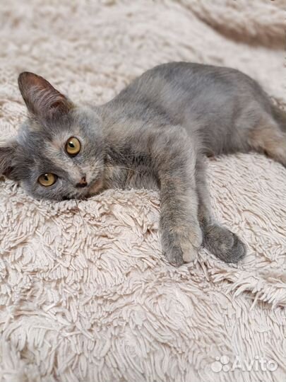 Котёнок девочка ищет дом