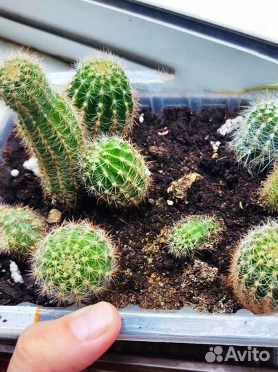 Церопегия Вуда, молочаи, кактусы, хавортии, алоэ