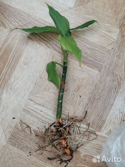 Продам цветы комнатные