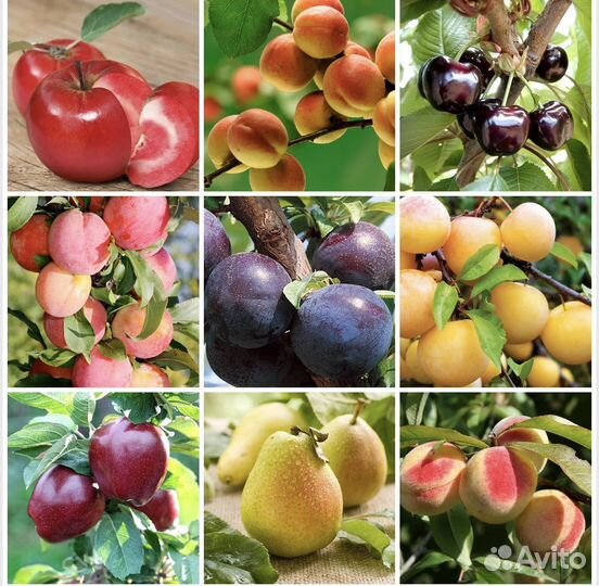 Саженцы плодовых деревьев и кустарников