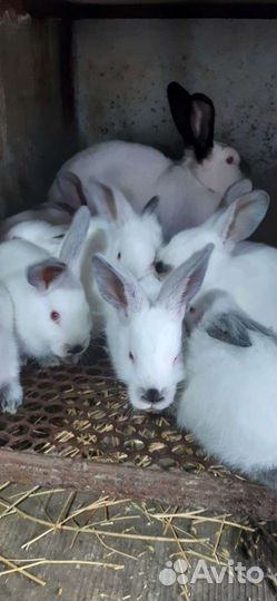 Калифорнийские кролики
