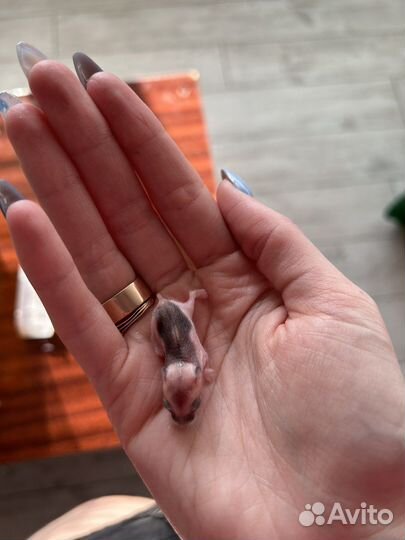 Джунгарский хомяк