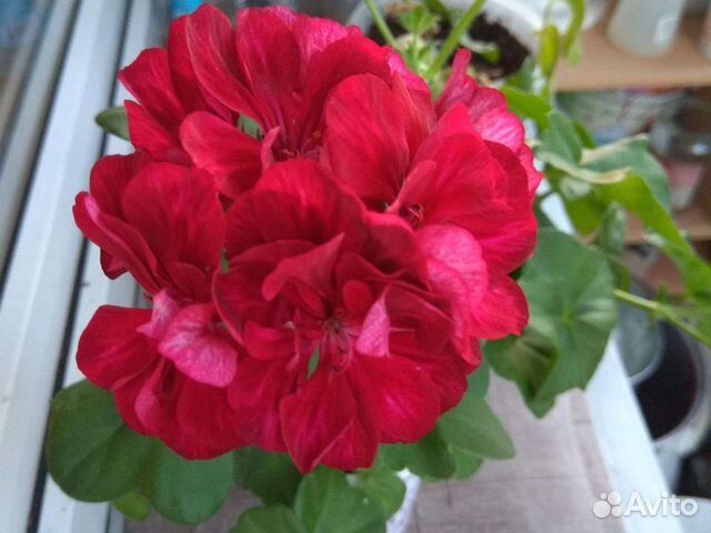 Пеларгония герань сортовая ампельная