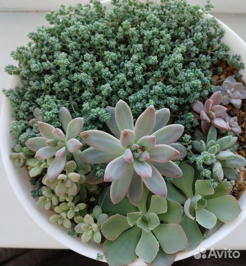 Суккуленты