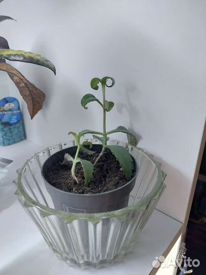 Коланхоэ и Алоэ