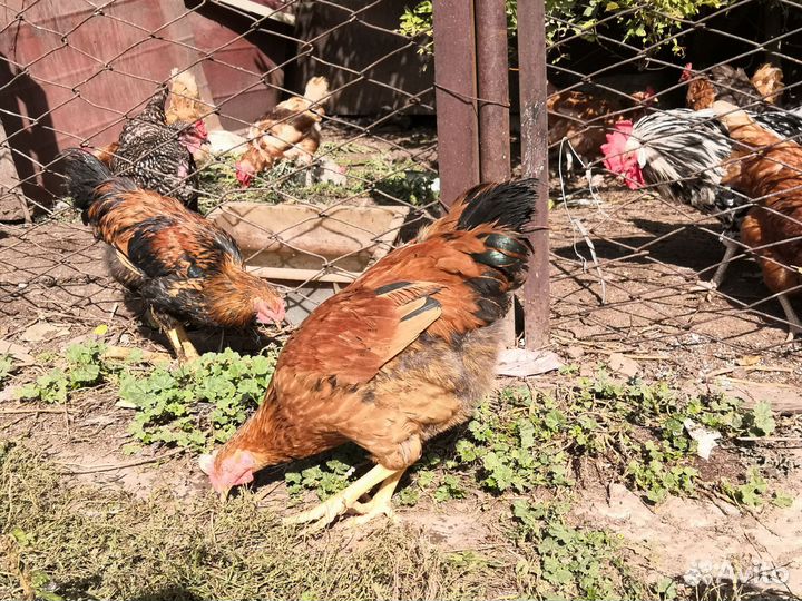 Петушки кучинские