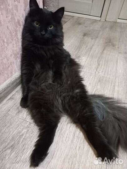 Отдам бесплатно кота