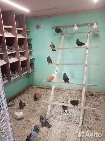 Продам голубей