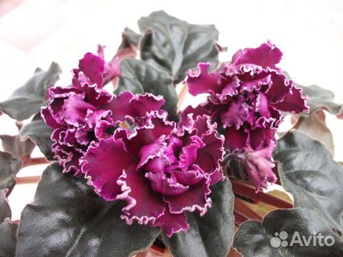 Фиалка Леший, Оptimara millenia лист, Ice Queen