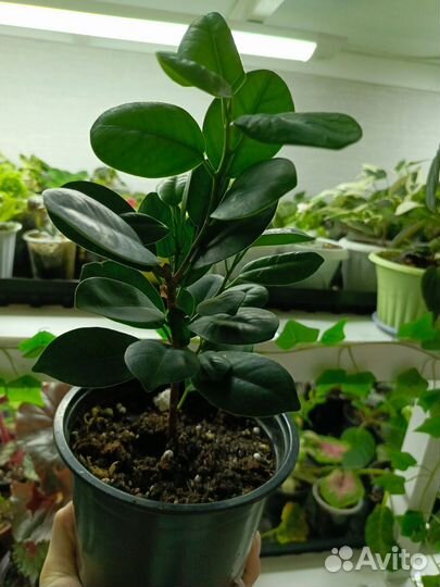 Фикус микрокарпа