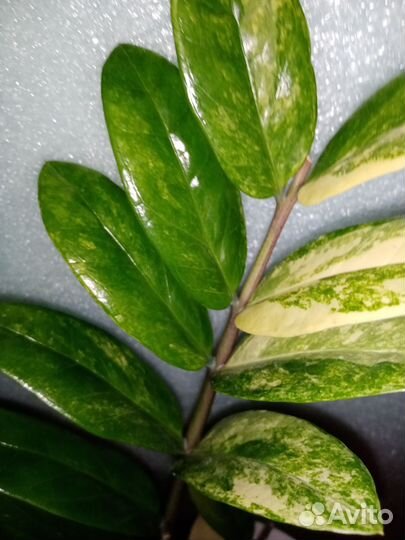 Замиокулькасы варигатные, зелёные, черные