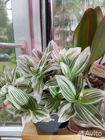 Традесканция белая